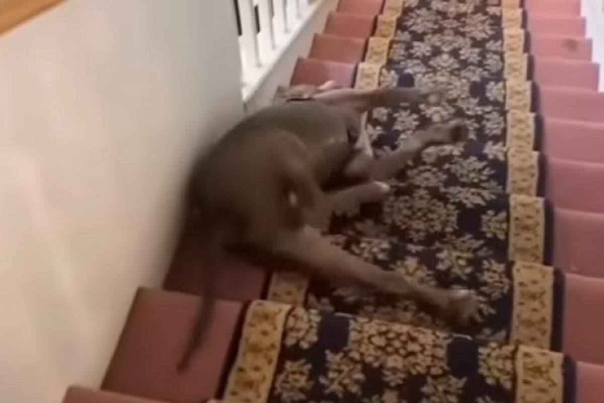 Perrito se divierte deslizándose escaleras abajo y no puede parar de hacerlo