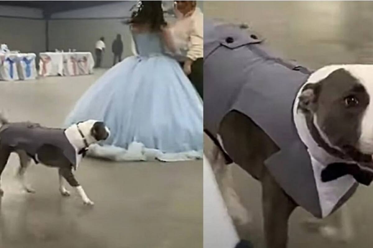 VIDEO VIRAL: Perrito asiste como chambelán a los 15 años de su dueña