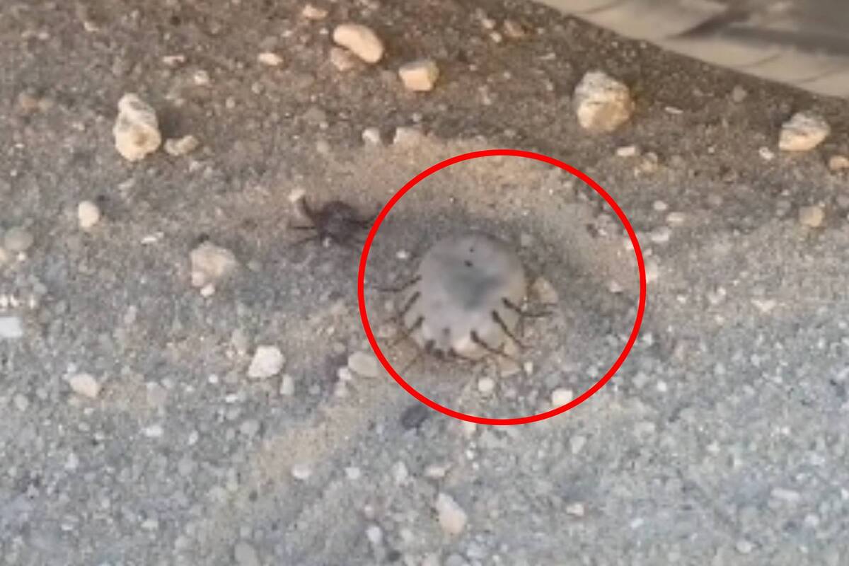 VIRAL: Tiktoker se deshace de una garrapata gigantesca en video