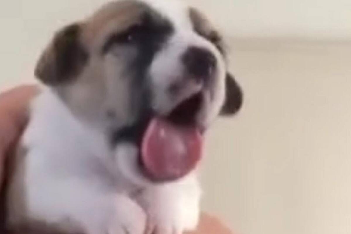 VIDEO VIRAL: Perrito conmueve por sus “caras” al tomar su medicamento
