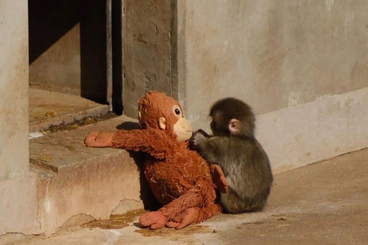 Ofrecen más de 200 mil dólares para adquirir a Punch, el mono agredido en un zoológico japonés que se hizo famoso por abrazar un peluche para tranquilizarse