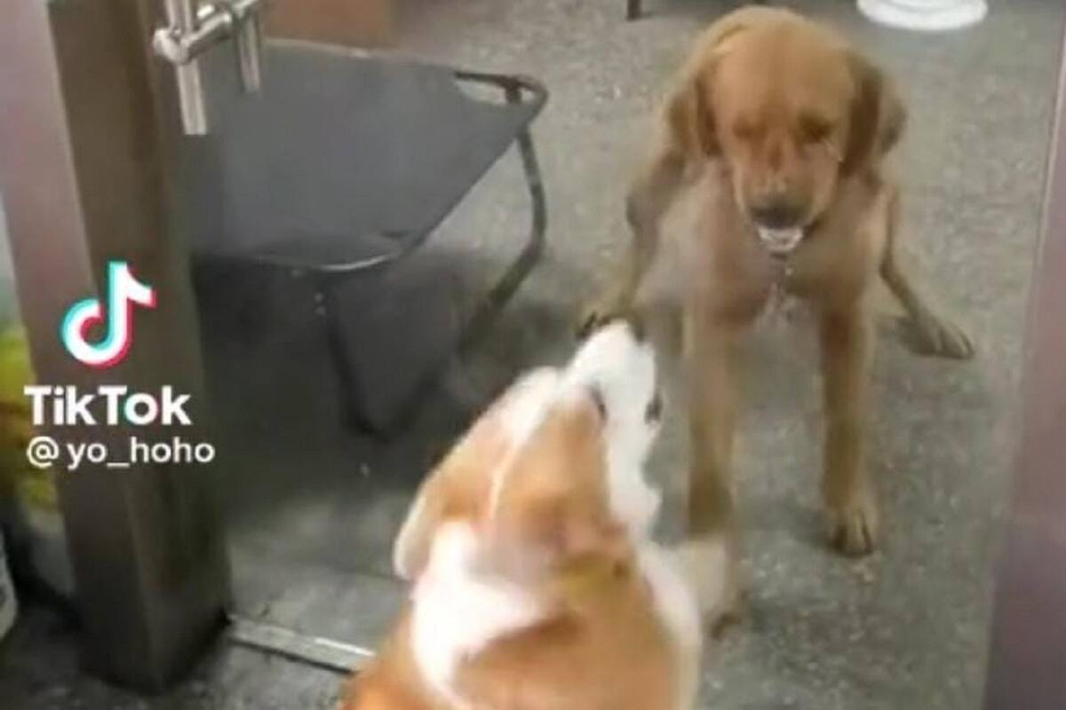 VIDEO VIRAL: Perritos se estaban peleando hasta que se abrió la puerta