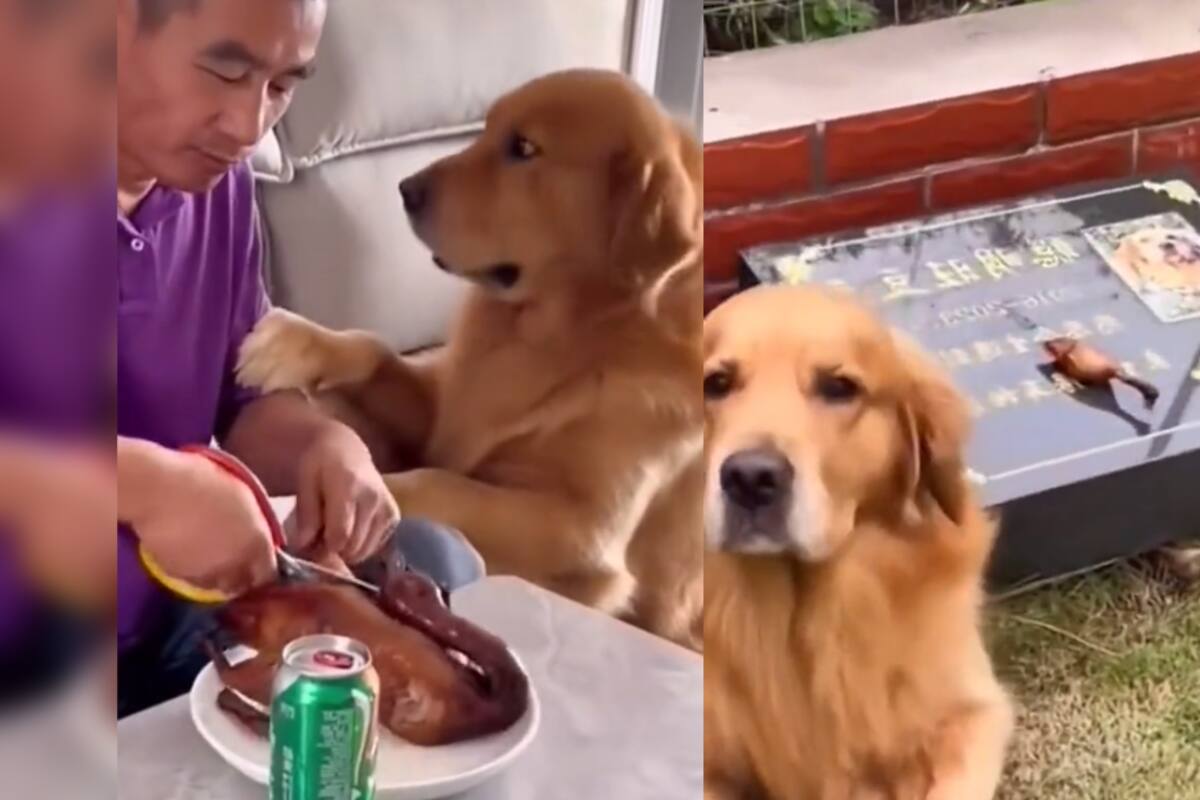 VÍDEO: este perro conmueve a todos al llevarle comida a la tumba de su fallecido amigo