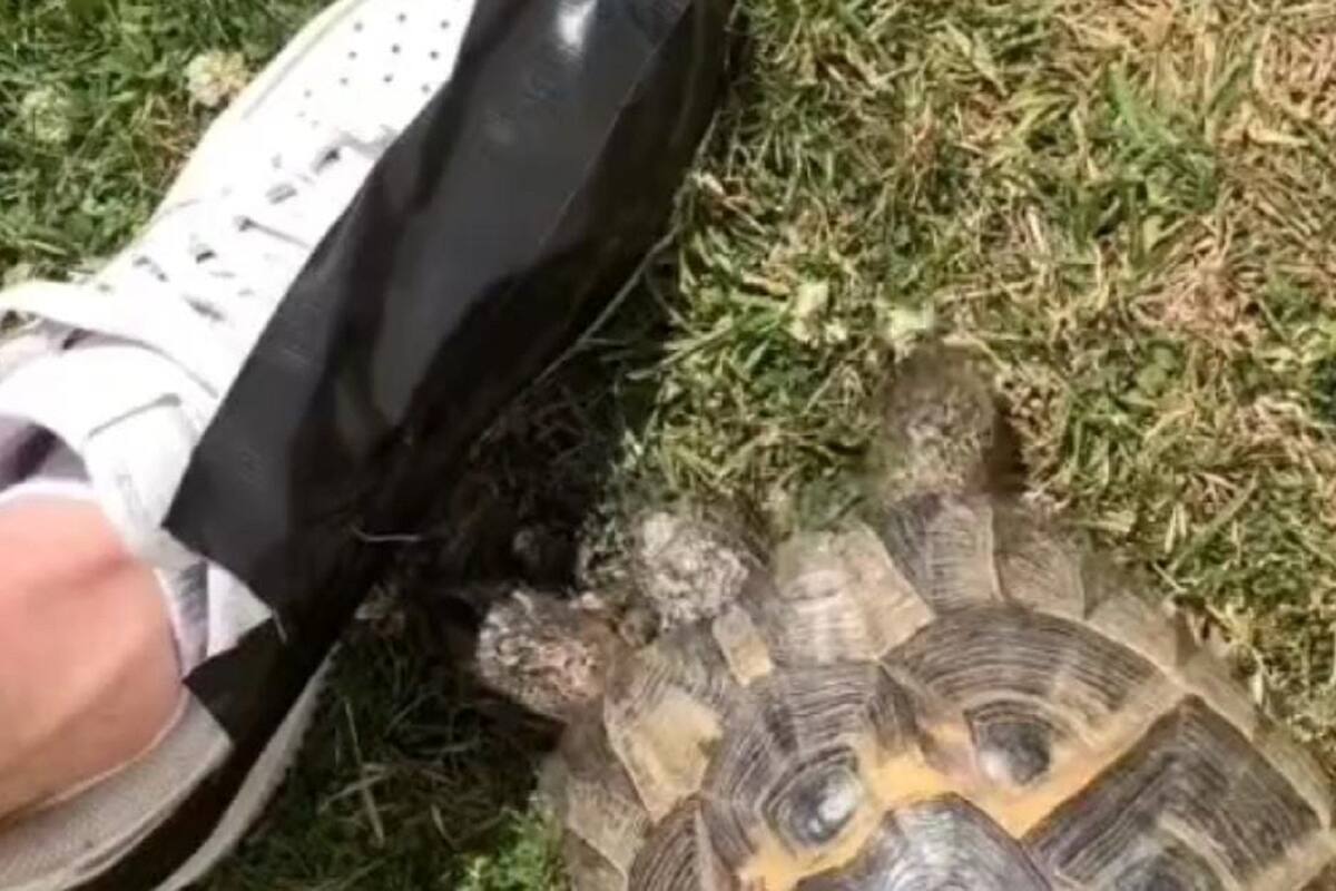 "Tommy", la tortuga “racista” que solo golpea cosas de color negro