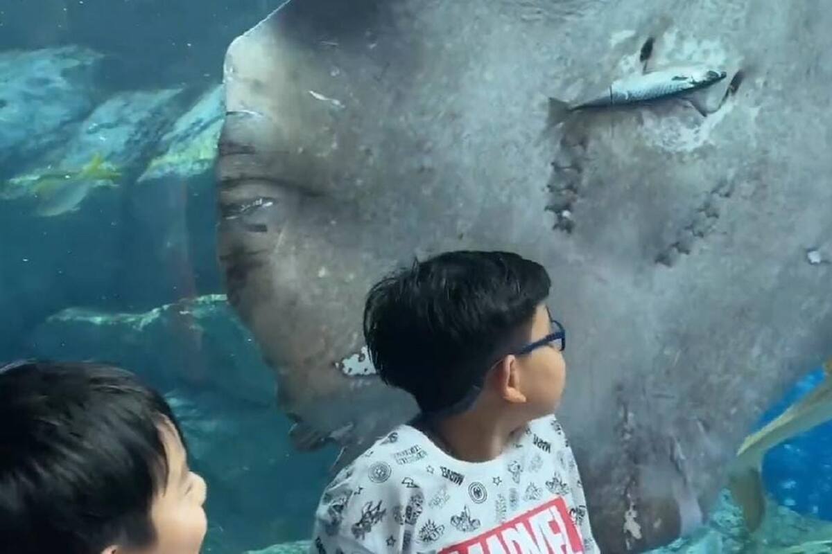 Captan el momento en que una mantarraya devora a un pez enfrente de unos niños