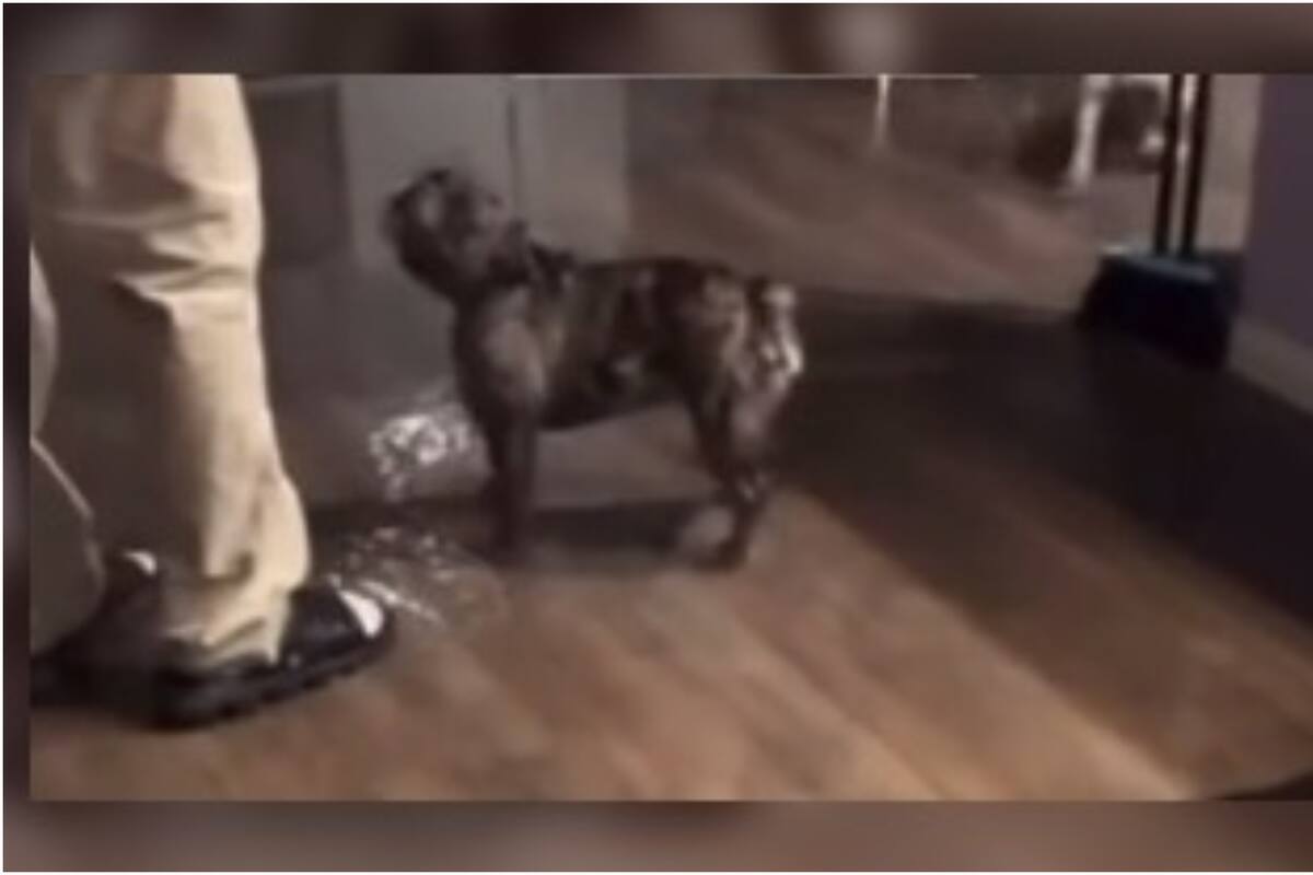 Inesperada sorpresa en casa: ¡Mascotas traviesas causan inundación!"