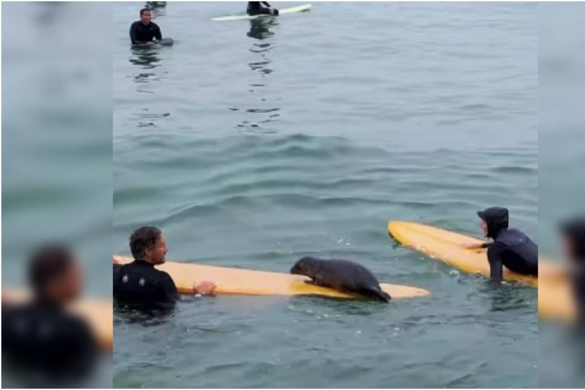 Una pequeña foca bebé se vuelve sensación en redes sociales