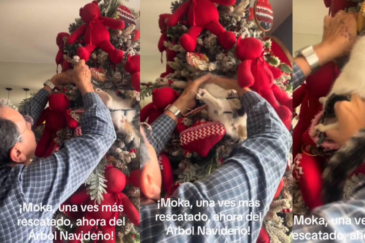 VIDEO: ¡Gatito travieso queda atrapado en el arbolito de navidad!