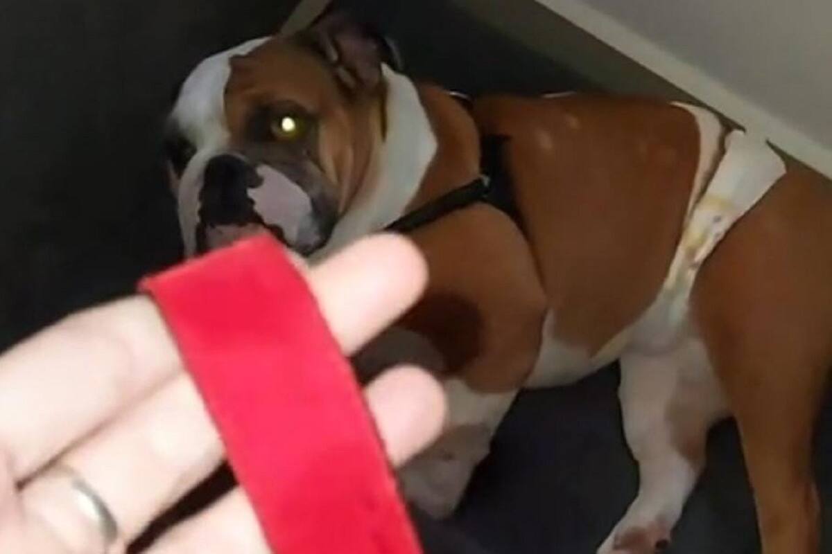 VIDEO VIRAL: Joven graba la reacción de su perrito al ver la correa