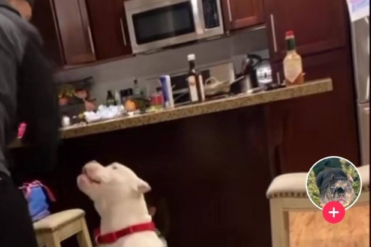 Padre finge que golpeaba a su hija y su perrito sale a su rescate