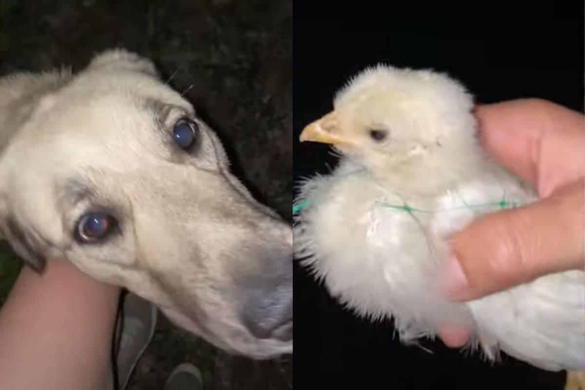 Perro encuentra a pollito atrapado en una red de plástico