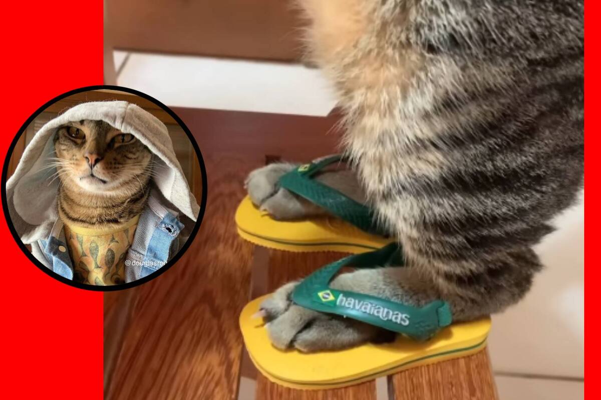 VIDEO: Él es "Douglas Roberto", el gatito brasileño que usa chanclas