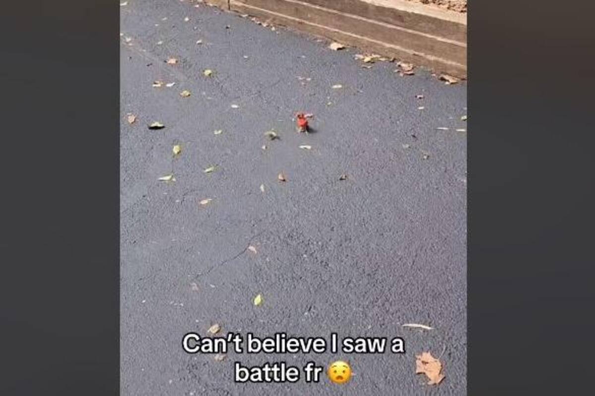 VIDEO: Una batalla pokémon en la vida real