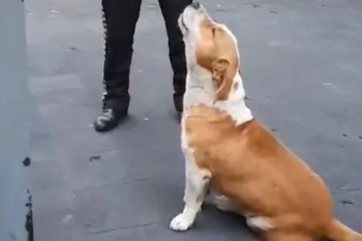 Perrito lleva serenata junto a mariachi y "entona" una canción de Joan Sebastian
