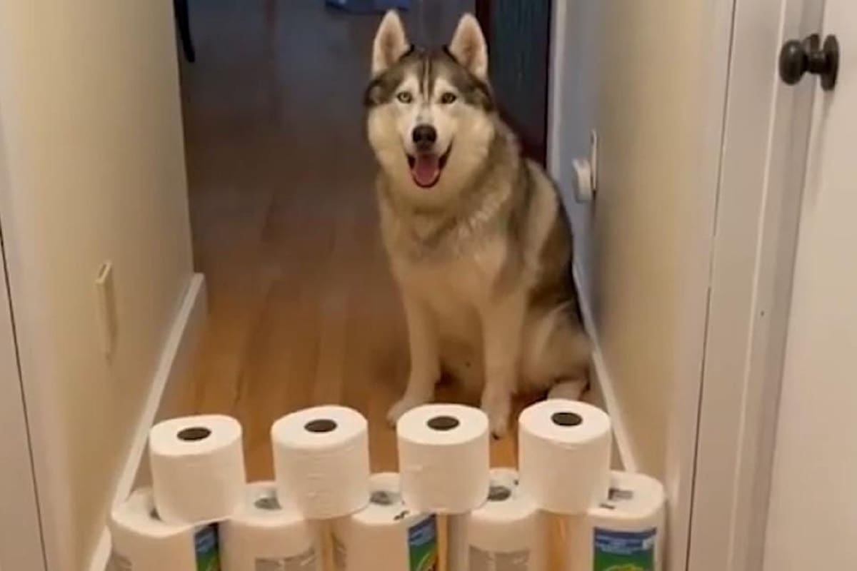 VIDEO VIRAL: Perrito salta los obstáculos de papel higiénico que le pone su dueña