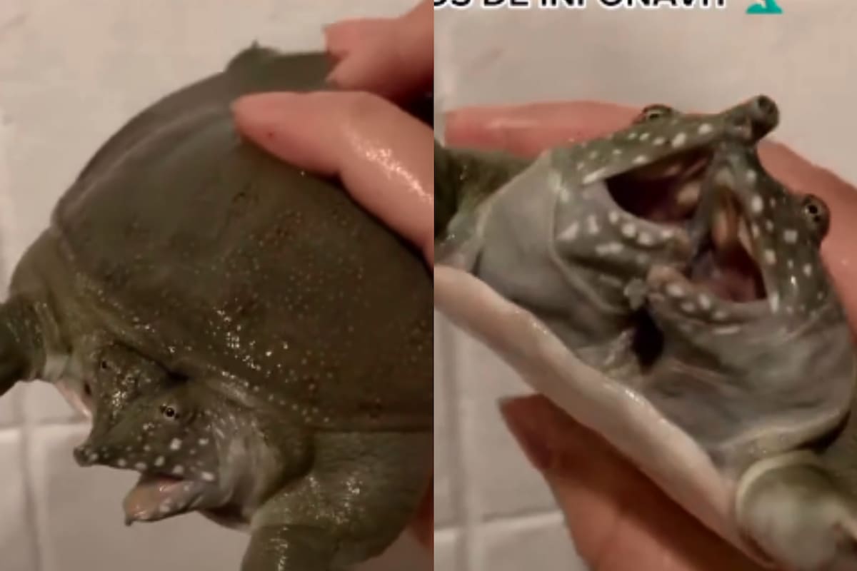 VIDEO: Aterradora tortuga de dos cabezas se viraliza por pelear consigo misma en Tik-Tok