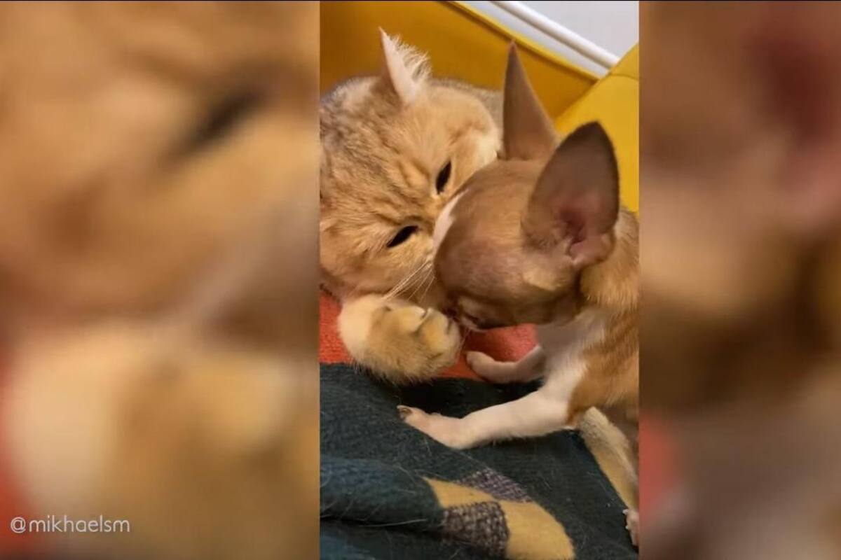 Gatito no deja de "besar" al perrito de su dueña