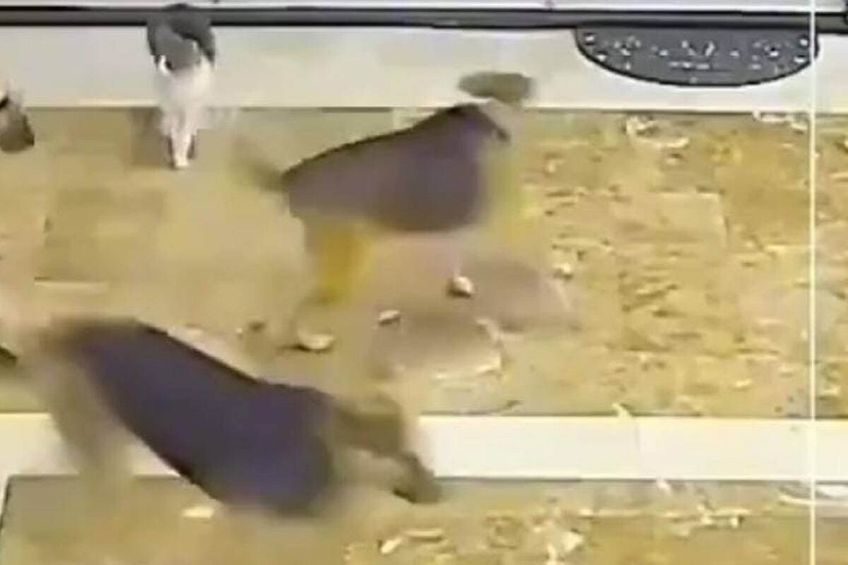 Gatito logra ahuyentar a tres perros que tenían acorralado a otro gato