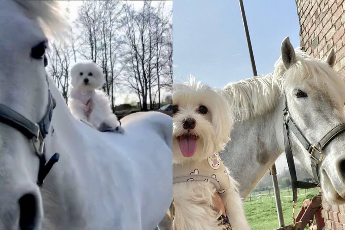 VIDEO: Tierno perrito se divierte montando a caballo
