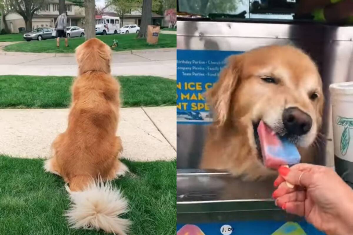 Perrito se viraliza al emocionarse cuando llega el camión de los helados