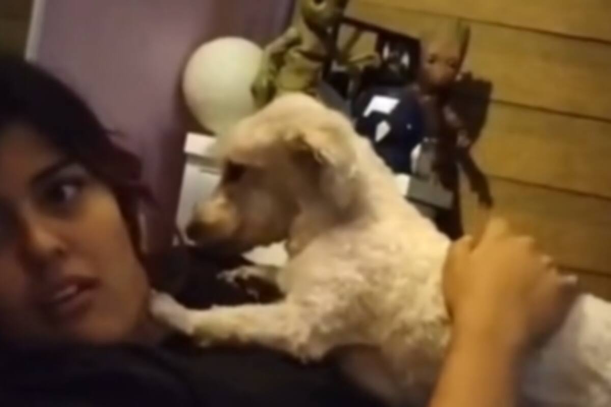 Viral: Perrito sorprende a dueña al contestarle que sí al hacerle una pregunta