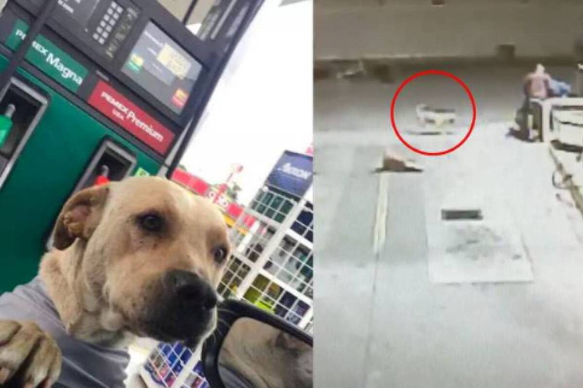 Perrito adoptado en una gasolinera defiende a trabajador de un asalto