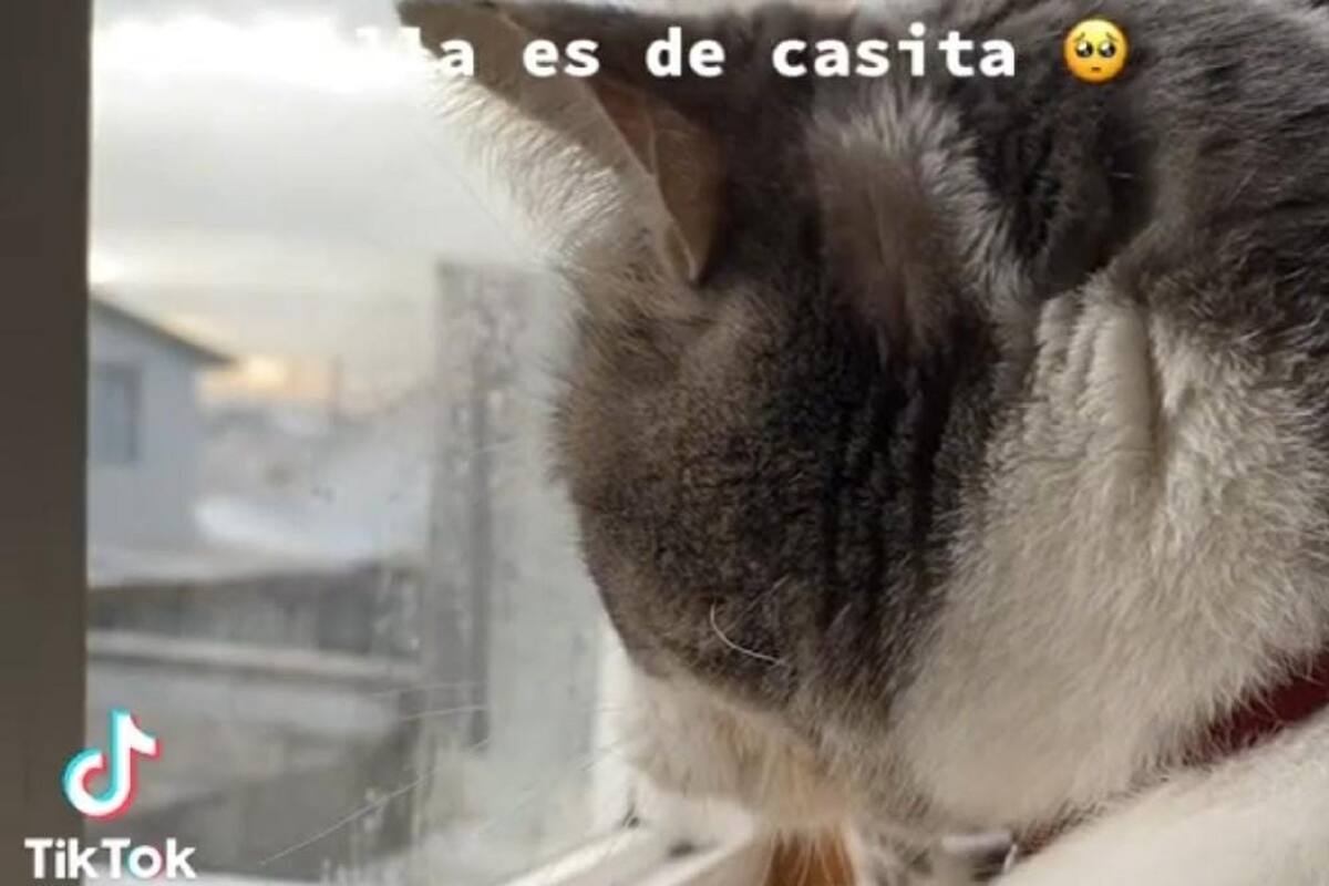 Joven comparte la historia de amor de su gatita y se vuelve viral en TikTok