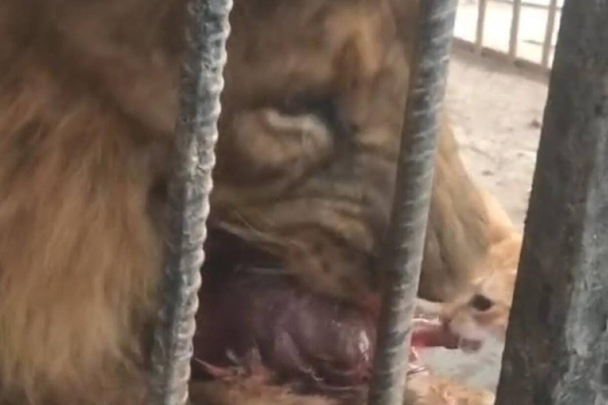VIDEO VIRAL: Gatito se mete a la jaula de un león y se pone a comer con él