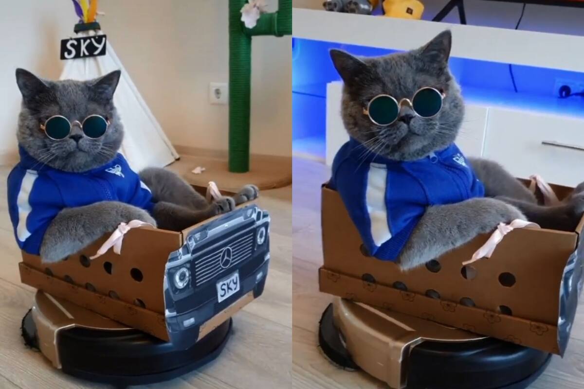 Gato se vuelve viral al “manejar” una aspiradora
