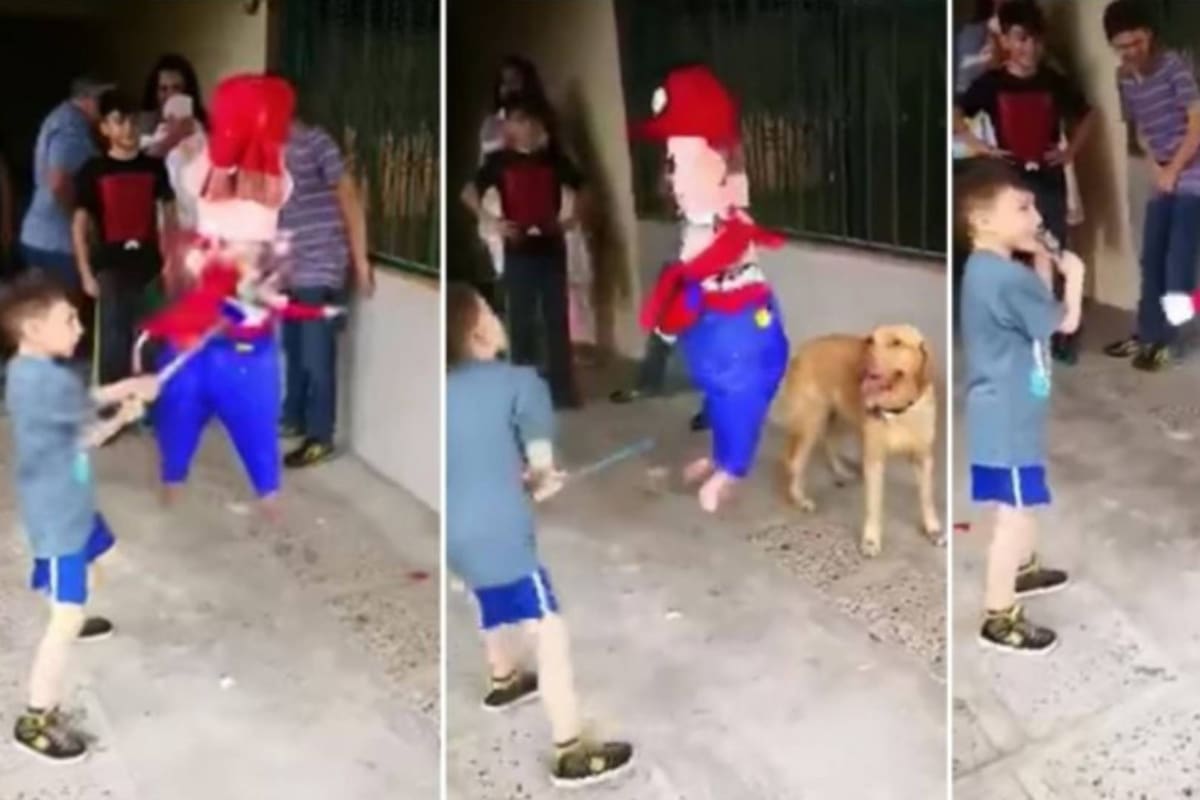 Lomito se "cuela" a fiesta y ayuda al festejado a partir la piñata
