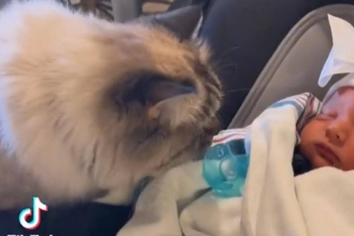 VIDEO VIRAL: Gato vomita después de conocer al nuevo miembro de la familia