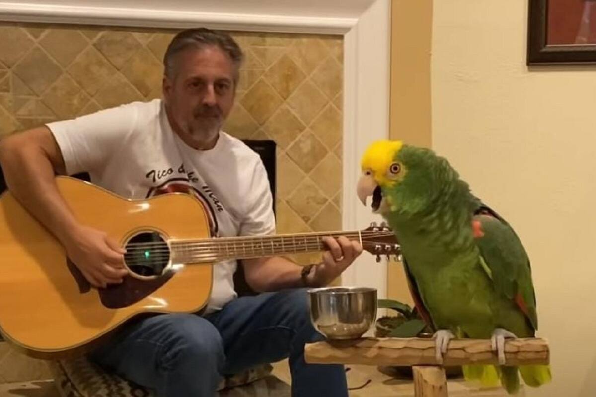 Loro canta canciones de rock mientras su dueño toca la guitarra y se vuelven virales