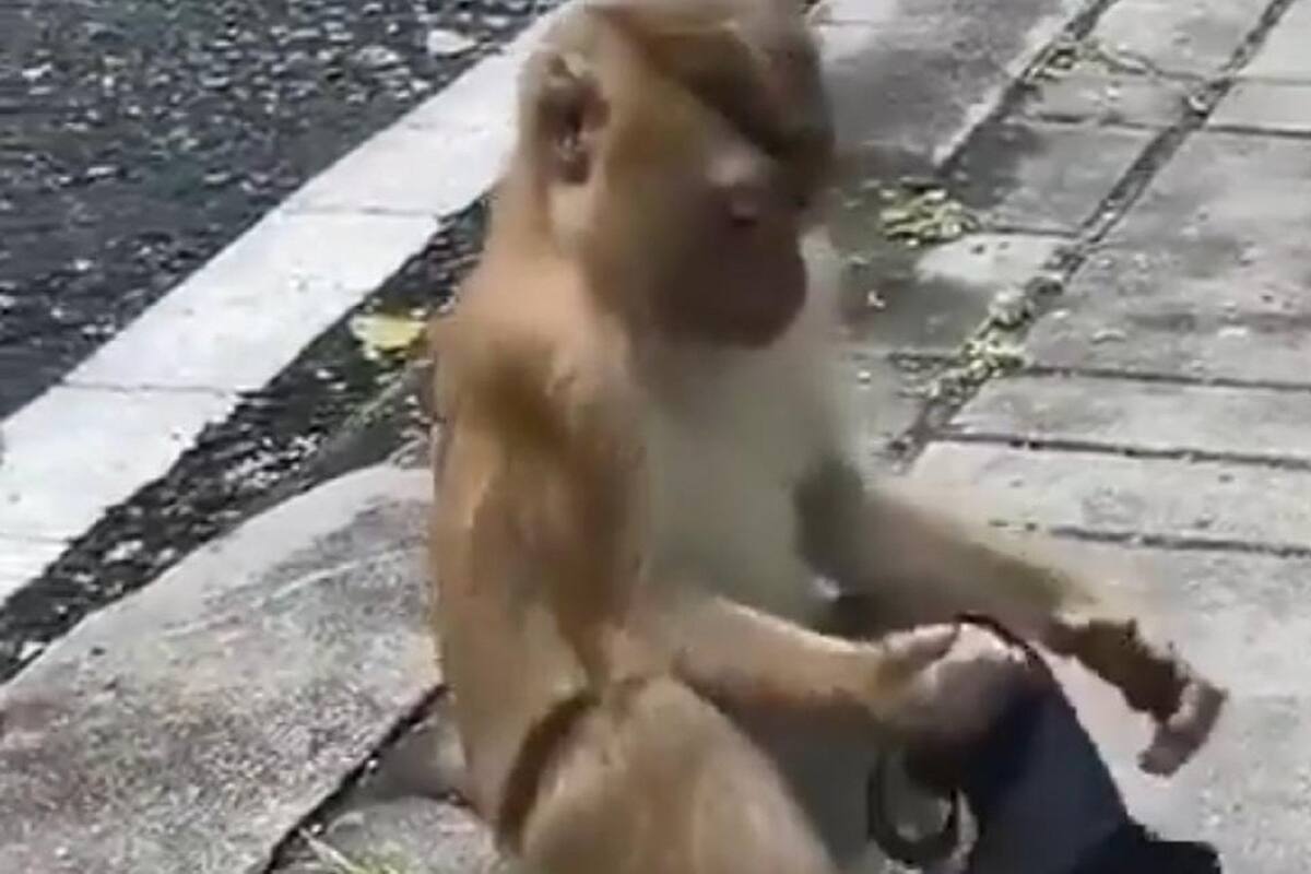 VIDEO VIRAL: Changuito pone el ejemplo y decide usar cubrebocas en la calle