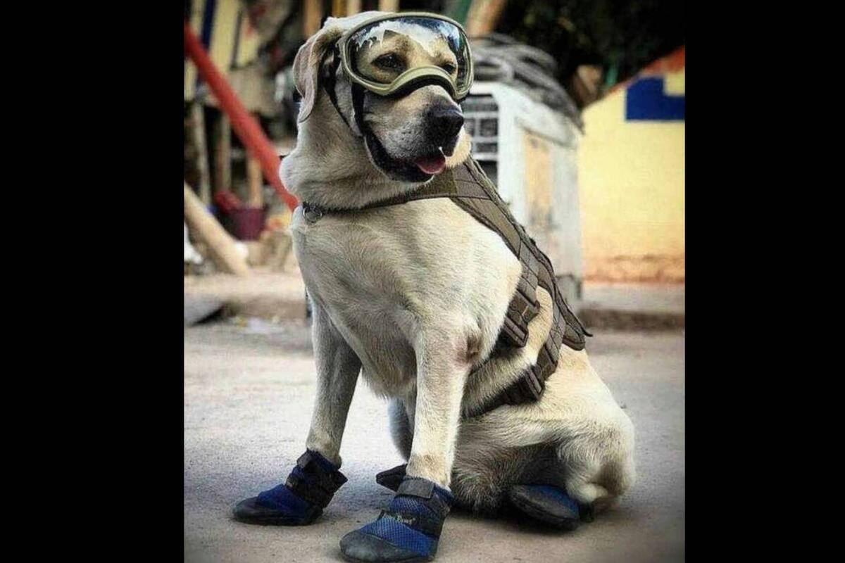 "Frida": Marina devela estatua de perrita rescatista en terremoto de CDMX en 2017