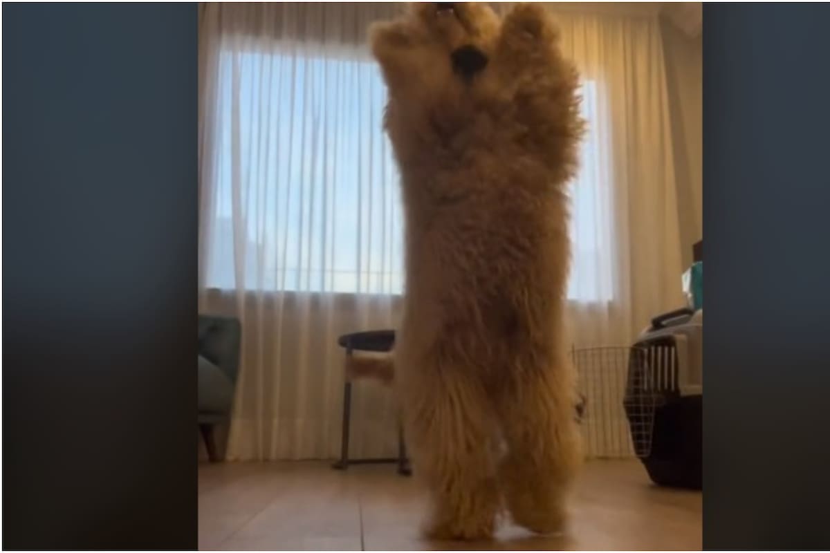 Un bailador perrito se volvió viral en TikTok bailando “El Baile del Perrito”