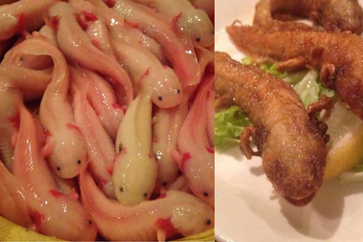 VIRAL: restaurante japonés causa indignación al servir ajolotes FRITOS