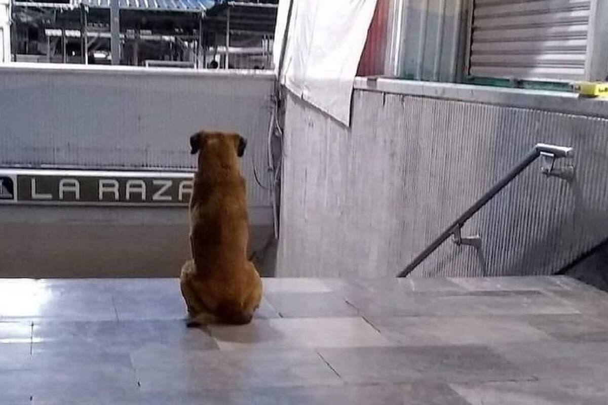 "Hachiko Mexicano", perrito espera a su dueña fallecida en estación del metro en la CDMX