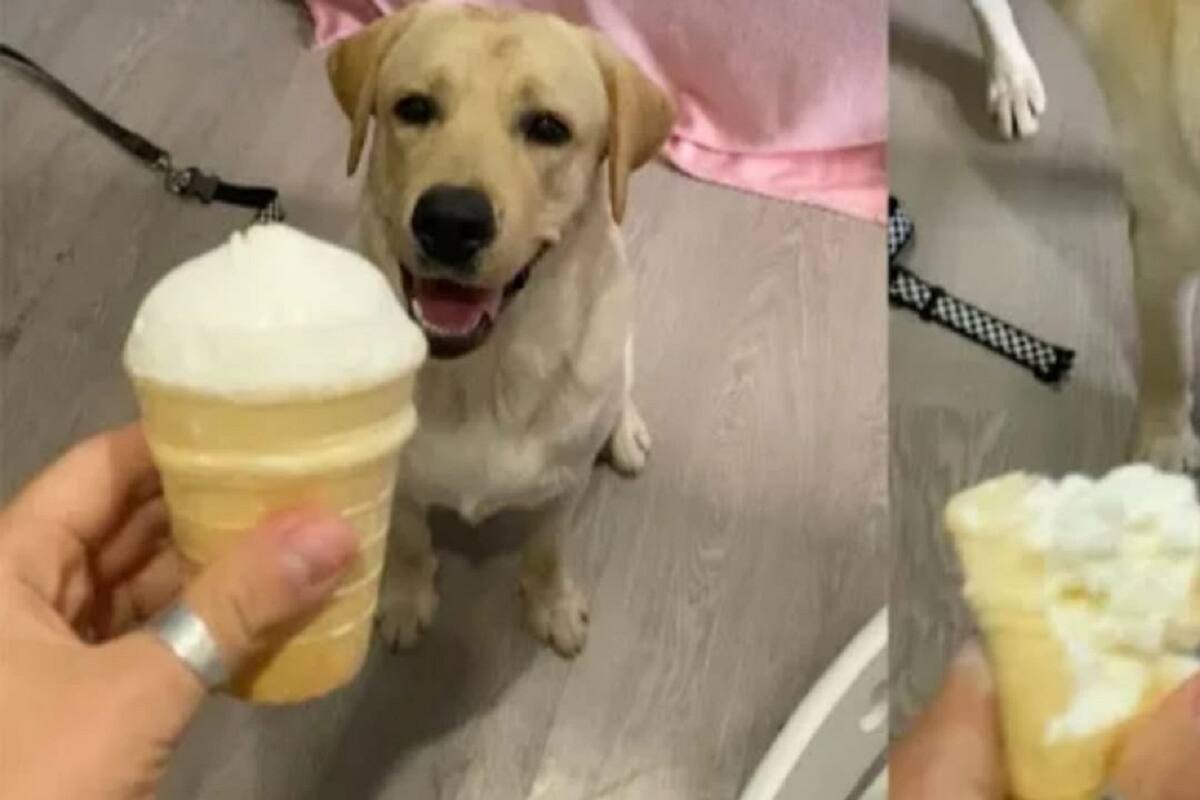 Mujer le ofrece helado a su perrito y no duda en devorarlo por completo