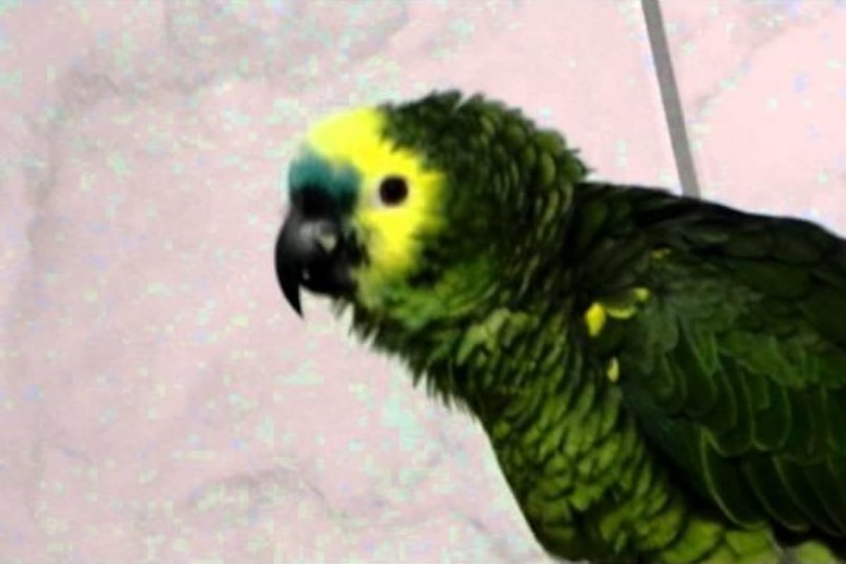 Loro canta "Cielito Lindo", de Pedro Infante, y enloquece las redes sociales
