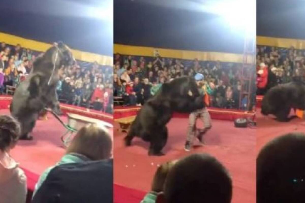 ¿Maltrato animal? Oso ataca a su domador en un circo en Rusia: VIDEO