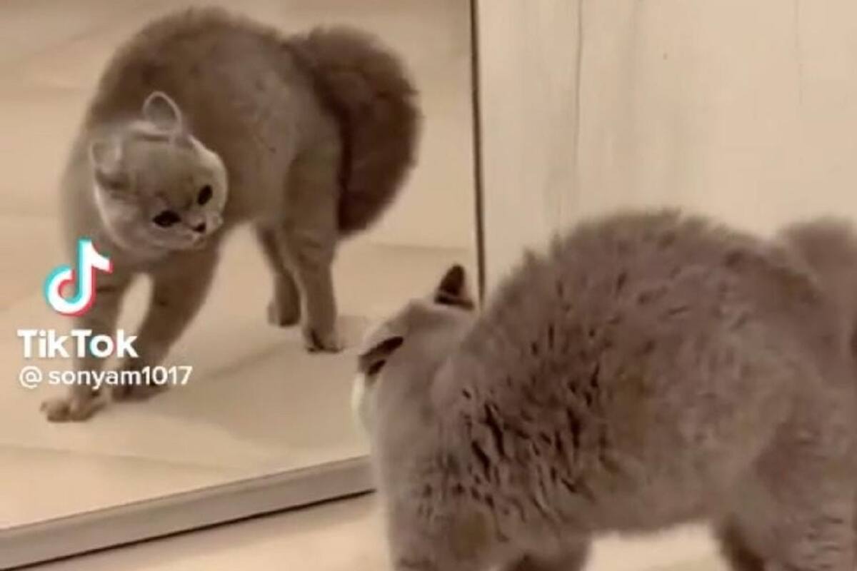 VIDEO VIRAL: Gato se pelea con su propio reflejo