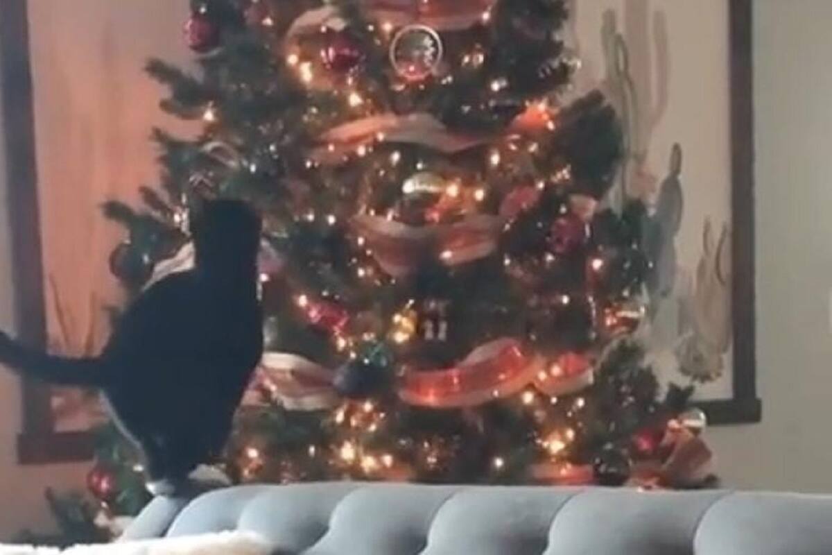 Gatito se vuelve viral en TikTok al tirar el árbol de navidad de su familia