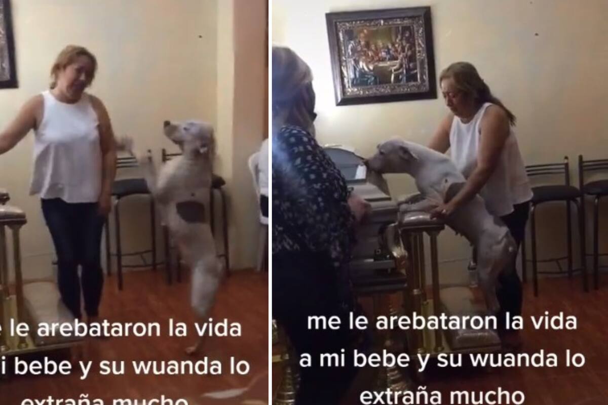 VIDEO VIRAL: Perrito llora la muerte de su amo en funeral y conmueve a todo TikTok