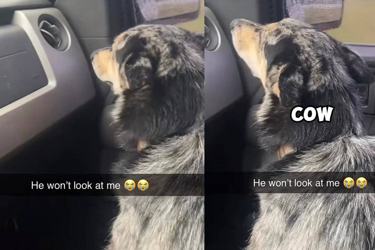VIRAL: Perrito llora ''con pucheros'' tras sentirse reemplazado por un nuevo miembro de la familia