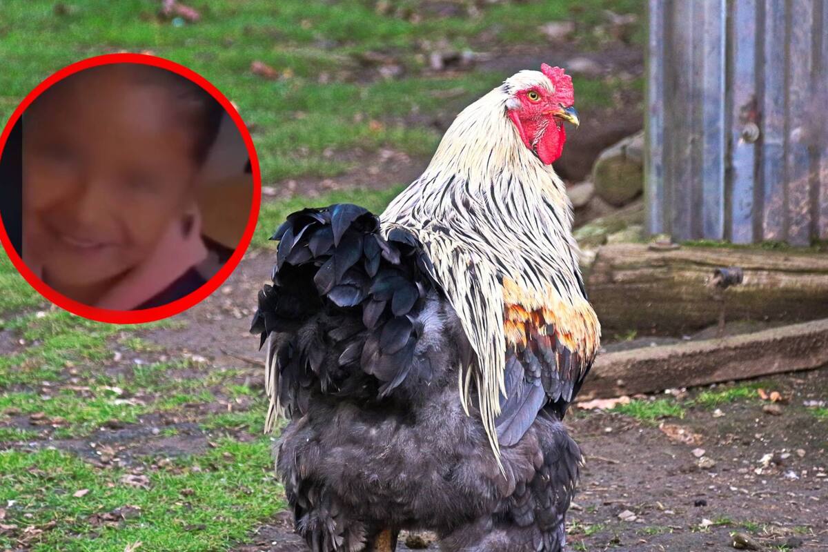 VIRAL: Niña distraída lleva una gallina al salón de clases