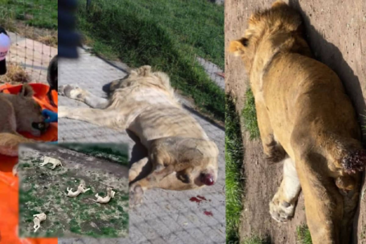 Rescatan a 177 felinos maltratados y abandonados en un “pseudo” santuario en México