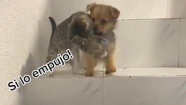VIDEO VIRAL: Gatito le ayuda a cachorro a bajar las escaleras 
