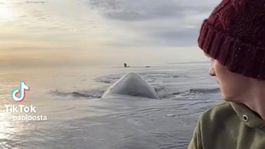 Pareja es sorprendida por ballenas mientras se encontraban en su kayak