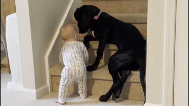 Perrito se asegura de que el bebé de la familia no suba por las escaleras 