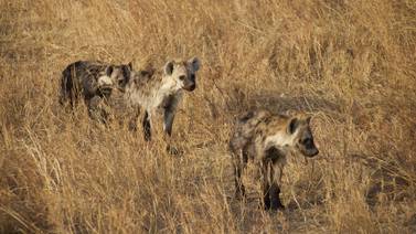 Cachorros de hiena juegan curiosos con auto